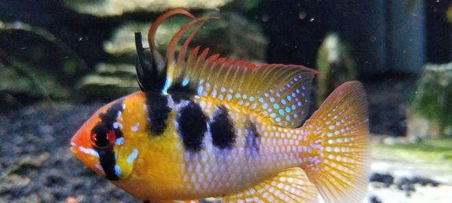 电光美人鱼的饲养方法（打造清澈明亮的家庭水族箱）