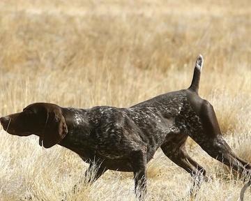 不列塔尼猎犬的饲养指南（了解不列塔尼猎犬的特点与饲养方法，打造健康快乐的宠物生活）