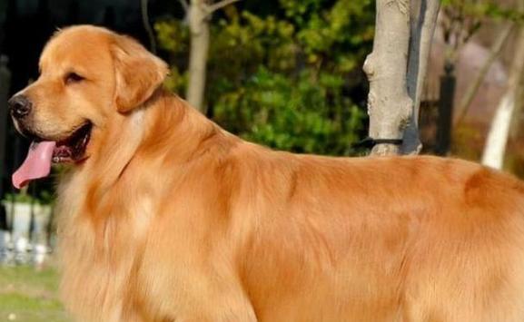 金毛犬的饲养全指南（从宠物新手到养犬达人，一篇文章全搞定）