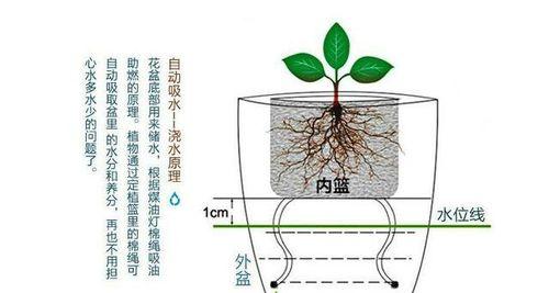 荷叶陆龟的饲养全攻略（养荷叶陆龟必看的15个要点）