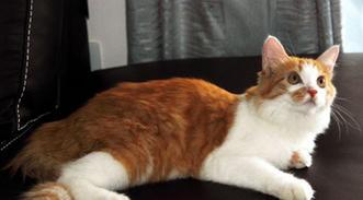 土耳其安哥拉猫的饲养技巧（让你的土耳其安哥拉猫健康成长）