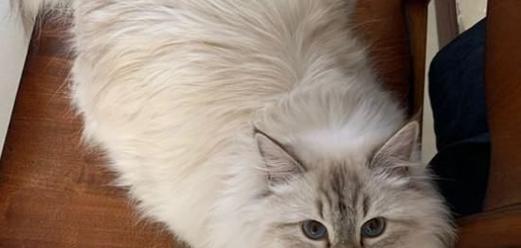 西伯利亚猫的饲养方法（保证健康快乐的猫咪生活）