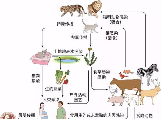 荷叶陆龟的饲养方法（打造宠物界的“荷养达人”）
