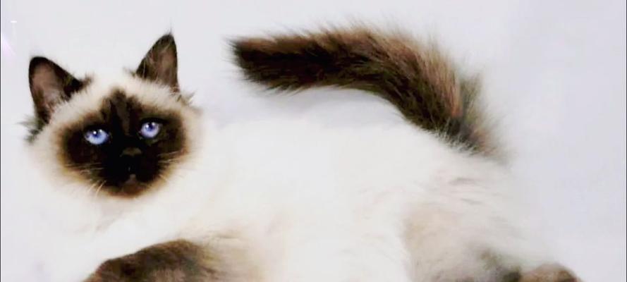 如何饲养健康活泼的夏特尔猫（全面了解夏特尔猫的喜好和需求，打造幸福健康的生活空间）