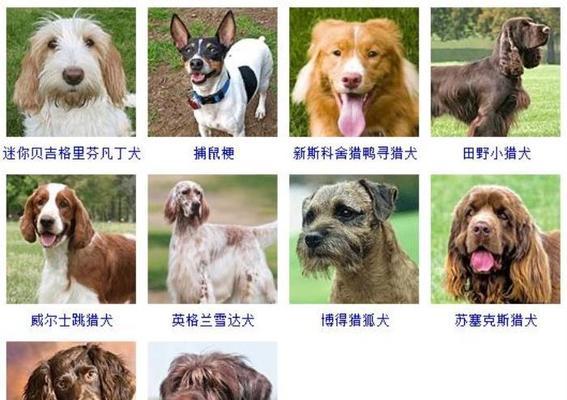 不列塔尼猎犬的饲养全指南（如何让你的不列塔尼猎犬快乐成长）