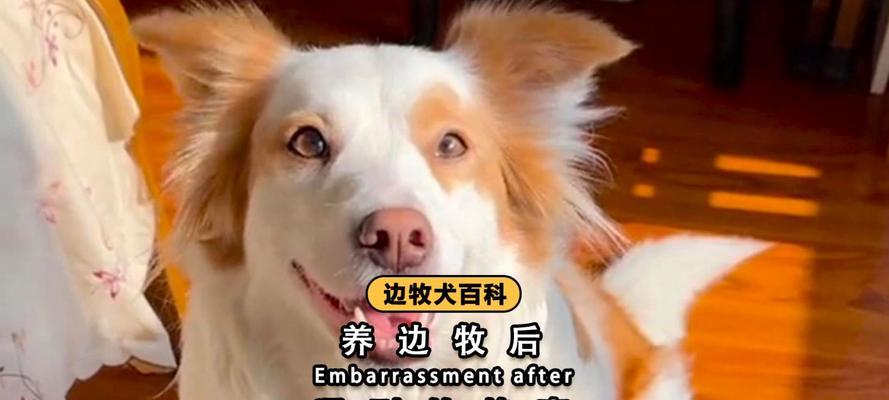如何科学饲养边境牧羊犬？（从饮食、训练到健康，全面了解边境牧羊犬饲养法）