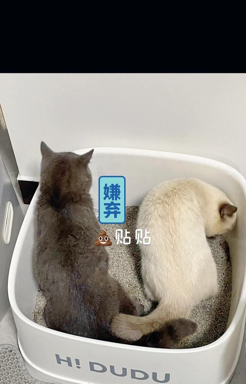 重点色短毛猫的饲养方法（如何给重点色短毛猫提供一个舒适的家）