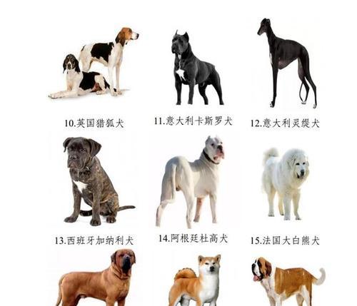 英国猎狐犬的养护指南（如何正确饲养和训练你的猎狐犬）