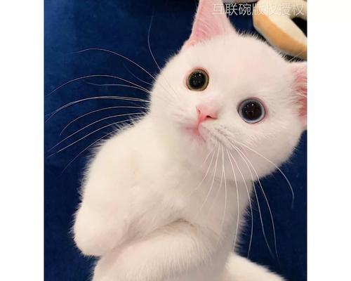 养狸花猫的技巧与方法（打造一个愉快的宠物家庭）