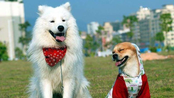 如何正确地饲养萨摩耶犬（了解你的宠物，萨摩耶犬饲养必读）