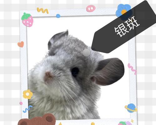 纯黑龙猫的饲养指南（宠物养成，健康快乐）