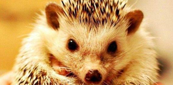 如何正确饲养刺猬（营养、环境、卫生、习惯——刺猬饲养全攻略）