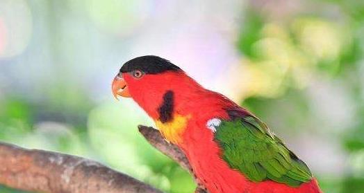 鳞胸吸蜜鹦鹉的饲养方法（如何养护鳞胸吸蜜鹦鹉）