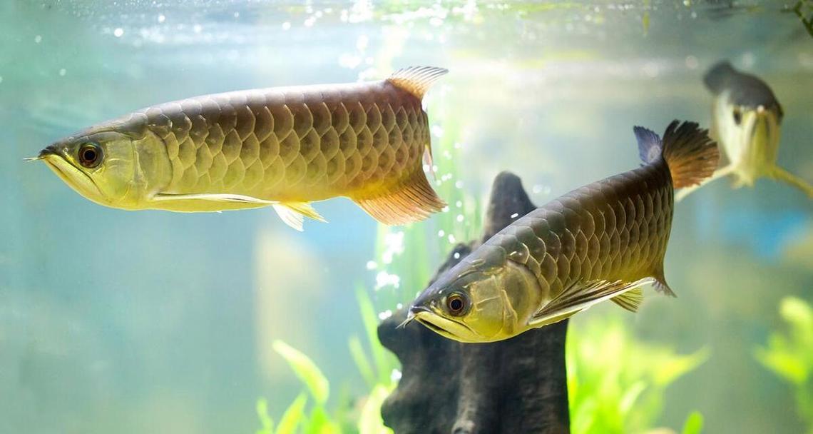 星点龙鱼的饲养方法（打造健康舒适的水族箱环境）