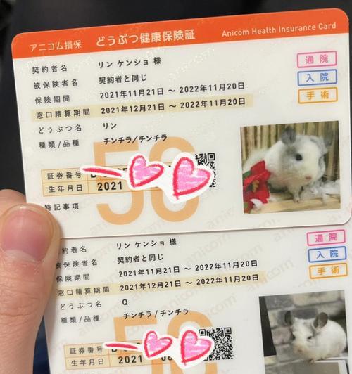 如何饲养纯黑龙猫（让您的宠物健康快乐成长）