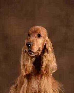 英国猎狐犬的饲养全指南（了解饲养英国猎狐犬的技巧与方法）