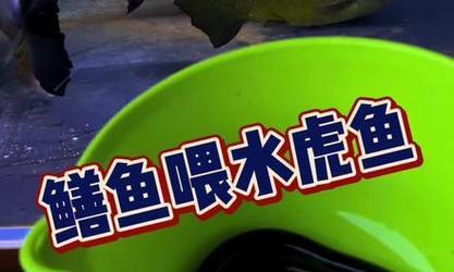食人鲳的饲养方法（打造健康的食人鲳养殖环境）