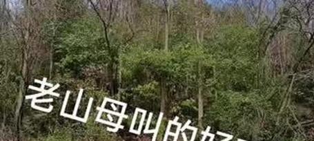 小棘雀的饲养全攻略（打造温馨宠物家庭，做好小棘雀的饲养）