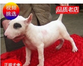 迷你牛头梗的饲养方法（打造健康活泼的迷你牛头梗宠物生活）