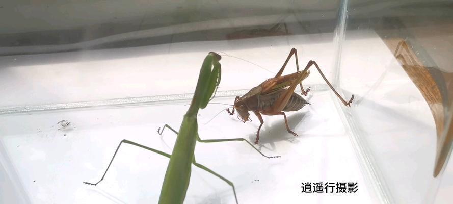 暗褐竹鼠的饲养方法（打造健康幸福的养殖环境）