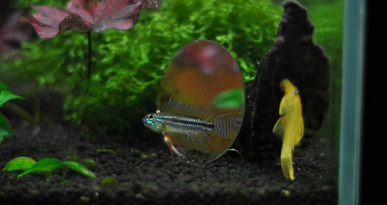 小丑短鲷的饲养方法（打造属于你自己的小丑短鲷水族箱）