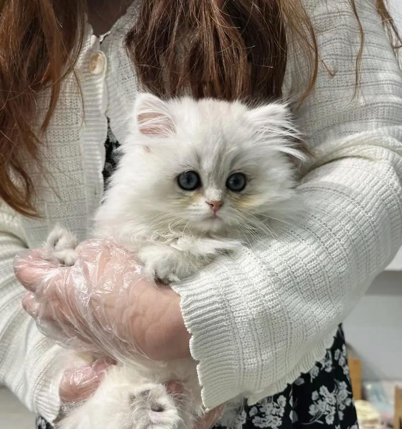 土耳其安哥拉猫饲养全指南（从选择到照顾，让你成为专业的安哥拉猫爱好者）