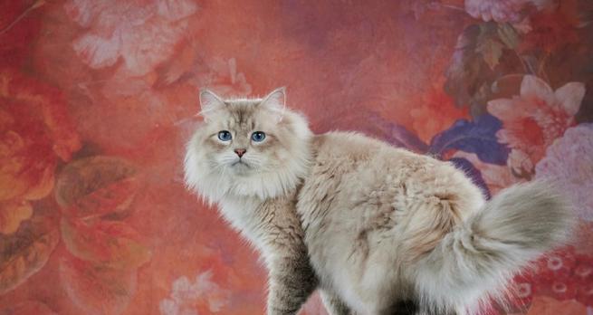 西伯利亚猫的饲养方法（健康、幸福、快乐的猫咪生活）
