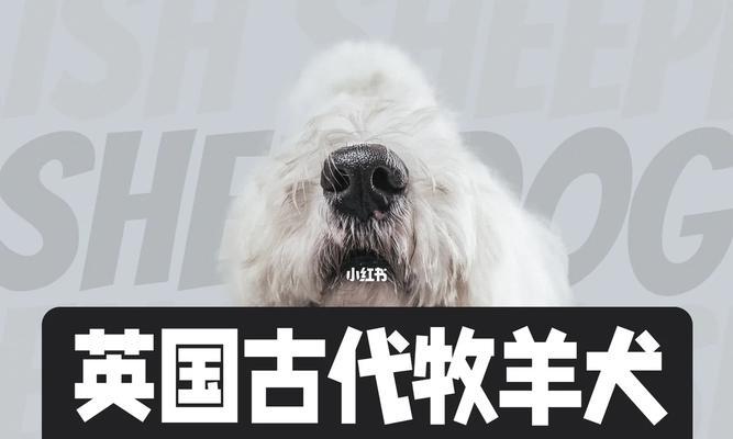 古代英国牧羊犬饲养全指南（掌握关键方法，打造健康快乐的宠物生活）
