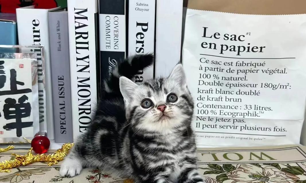 如何科学饲养美国短毛猫（宠物养护技巧大揭秘，打造健康活泼的猫咪生活）