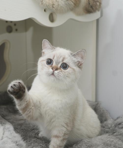 重点色短毛猫的饲养方法（打造一个健康、快乐的爱猫家庭）