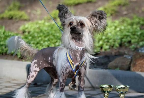 如何科学养护中国冠毛犬？（中国冠毛犬的饲养方法与注意事项）