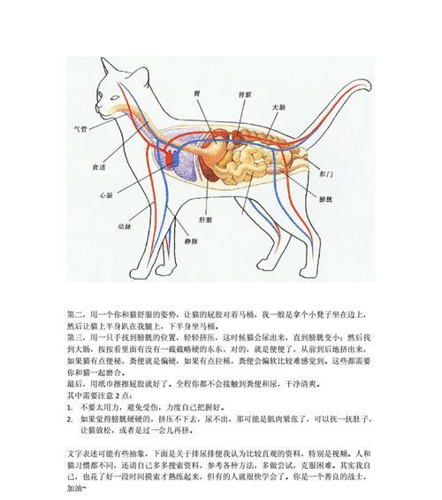 荷叶陆龟的饲养方法（打造健康宠物生活的贴心指南）
