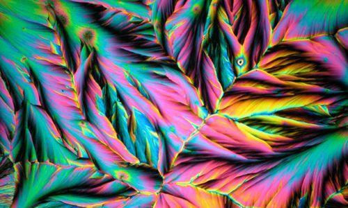 如何科学饲养狨鼠？（掌握关键方法，让狨鼠快乐健康成长）