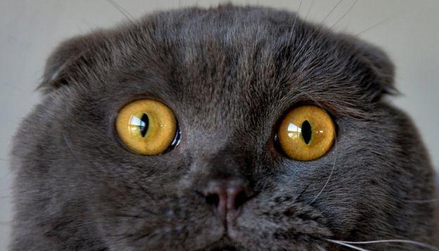 神奇的7折耳猫（探秘7折耳猫的生活习性与特点）