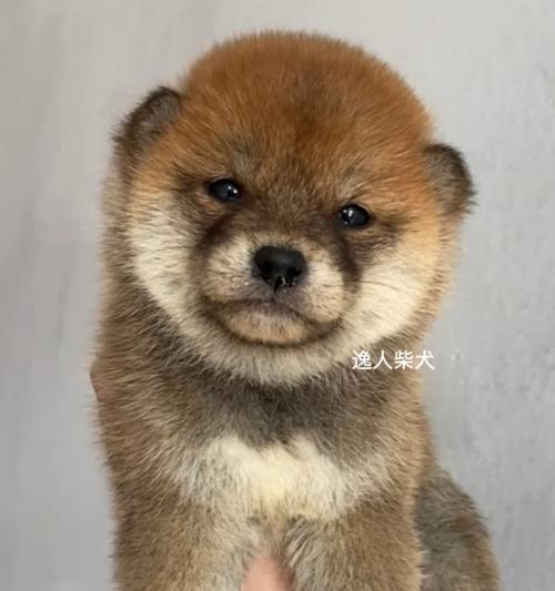 为什么我的柴犬老是舔嘴巴？（了解柴犬口腔健康，让宠物更健康快乐）