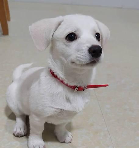贵宾犬与水果——究竟可不可食？（探究贵宾犬能否食用水果的影响因素及相关注意事项）