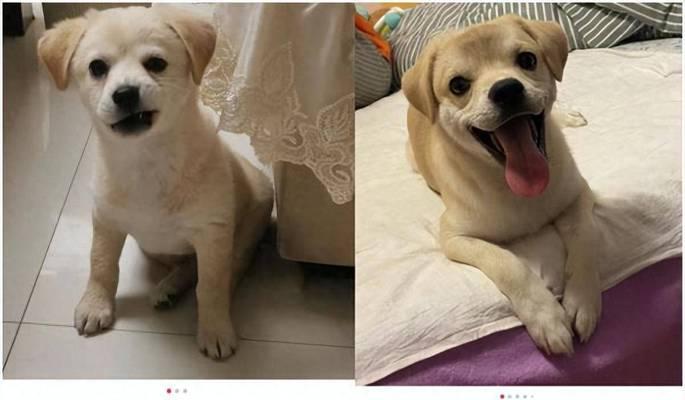 马士提夫犬饲养指南（了解马士提夫犬，让你成为合格的养犬人）