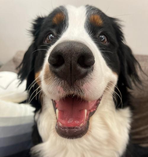 伯恩山犬的饲养指南（了解这些，让你的伯恩山犬更健康快乐）