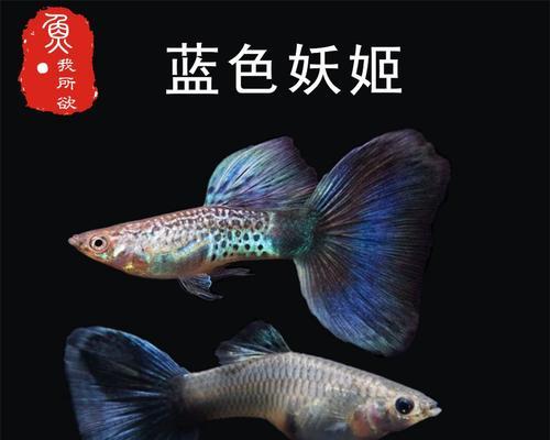 以蓝尾角吊为宠物的饲养方法详解（培养健康习性，享受与宠物的亲密时光）