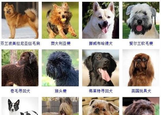 大瑞士山地犬的饲养秘籍（如何科学地饲养大瑞士山地犬？）