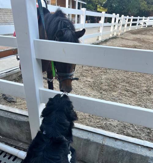 伯恩山犬的饲养方法（让你的伯恩山犬健康快乐地成长）