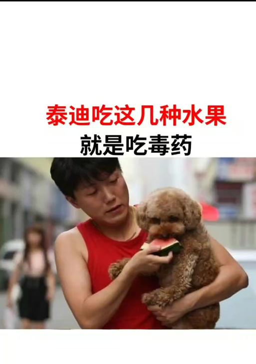 三个月泰迪的饮食指南（了解泰迪的饮食需求，让它健康成长）