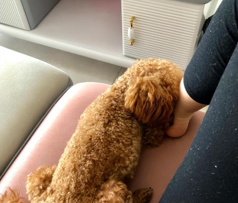 贵宾犬的纯度辨别大揭秘（五个关键观察点揭示贵宾犬的纯种程度）