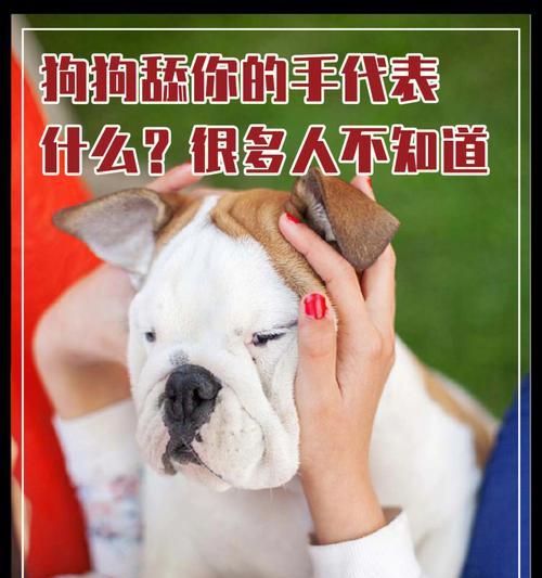 购买狗狗前的必备准备工作（为您带来幸福宠物生活的关键步骤）