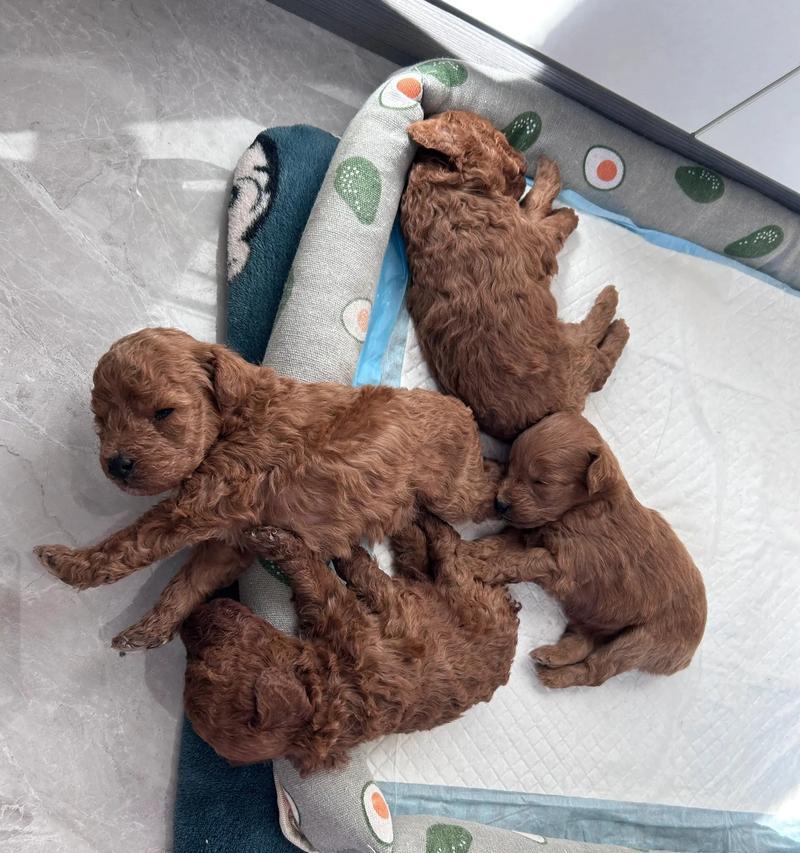 泰迪犬养护误区大揭秘（揭开泰迪犬饲养误区，守护它们的身体健康！）