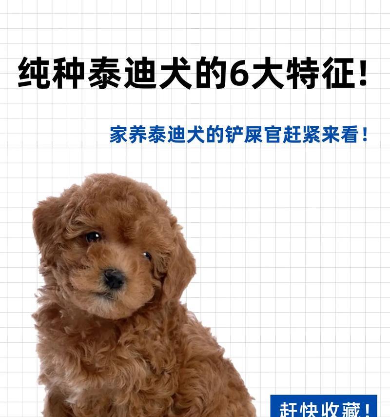 泰迪为什么毛不卷？（探究泰迪独特的毛发特点及原因）