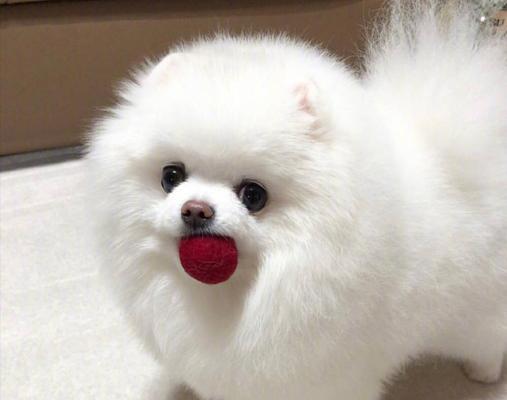 饲养博美犬注意事项（家庭必备，宠物健康保障）