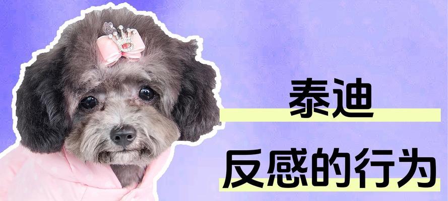 泰迪犬也会憎恨主人？探究6个行为背后的原因