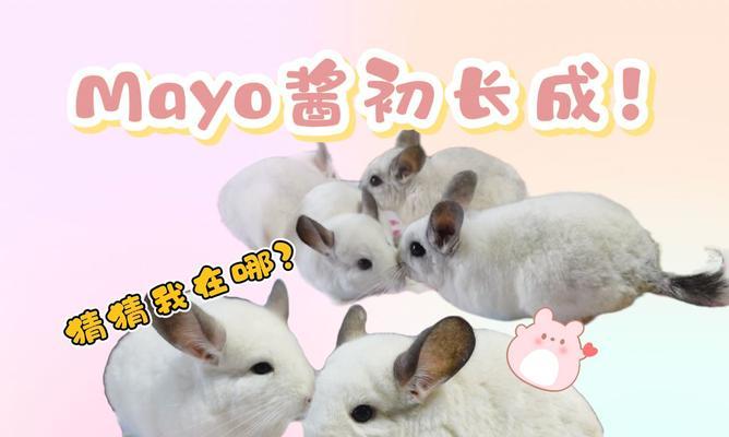 从野生到家养（探寻龙猫驯化之谜，了解它们成为家养宠物的过程）