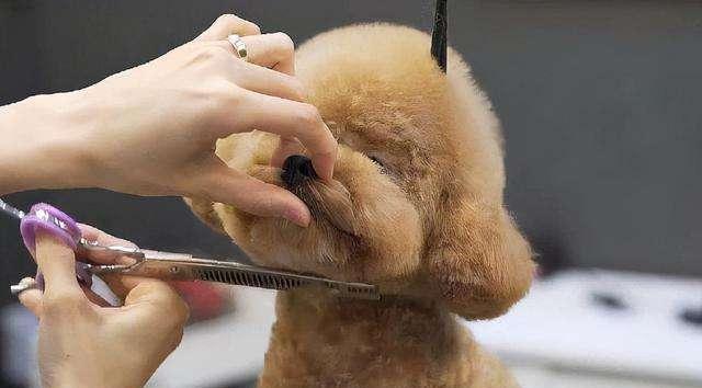 如何科学饲养泰迪犬（从7个方面让你成为泰迪犬的贴心主人）
